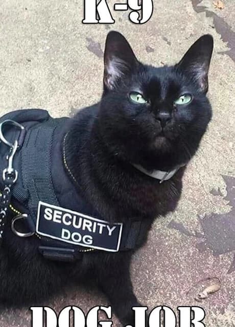 К-9 Dog Job
