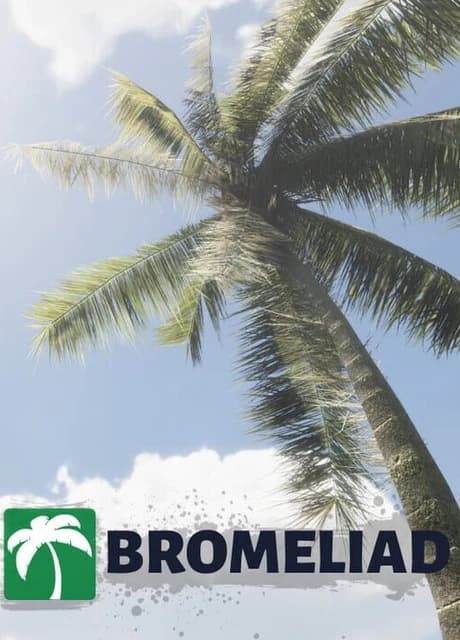 Bromeliad