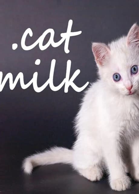 Cat Milk