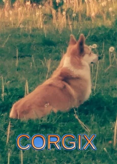 Corgix