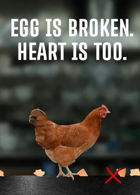 Egg Is Broken. Heart Is Too.