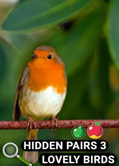 Hidden Pairs 3: Lovely Birds