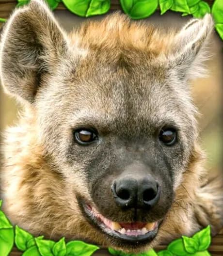 Hyena Simulator