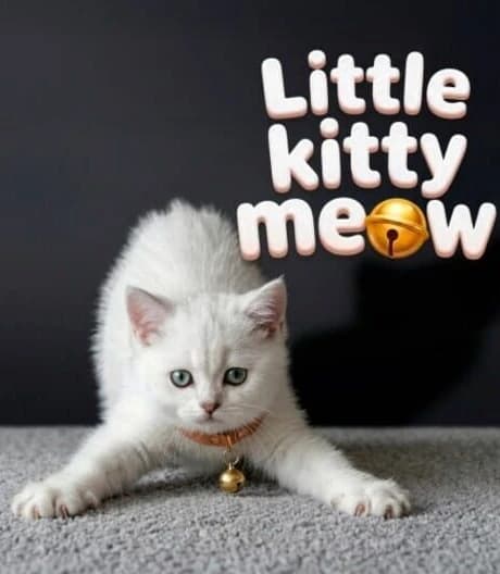 Little Kitty Meow