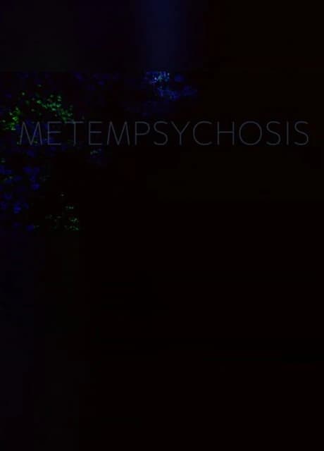 Metempsychosis