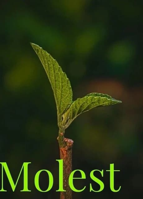 Molest