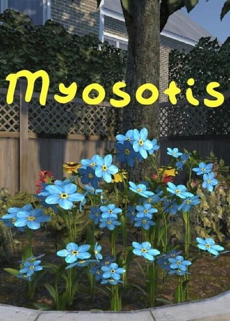 Myosotis