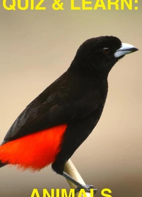 Quiz & Learn: Animals