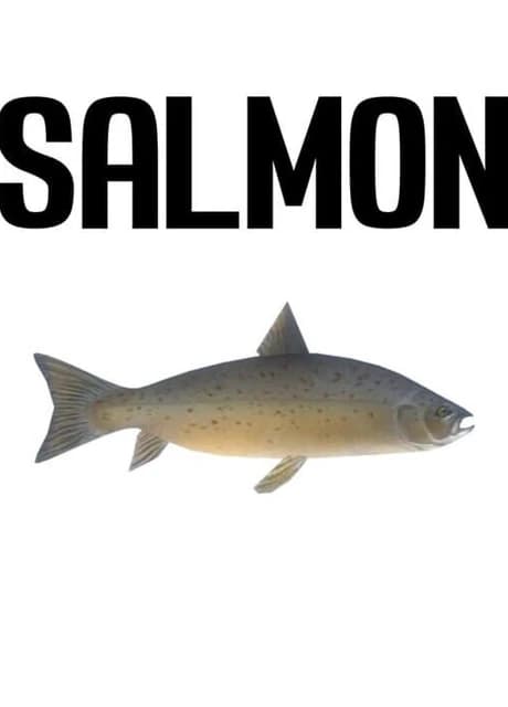 Salmon