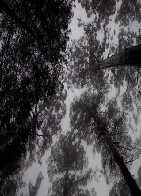 Scattered Ashes