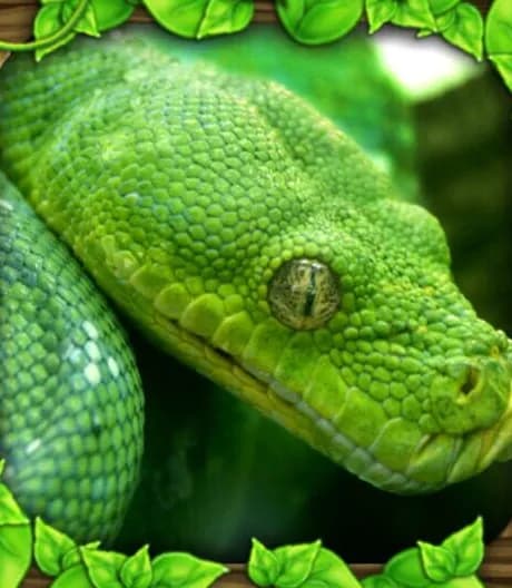 Snake Simulator