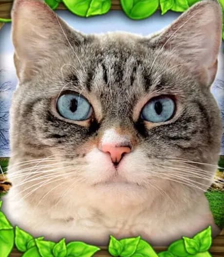 Stray Cat Simulator