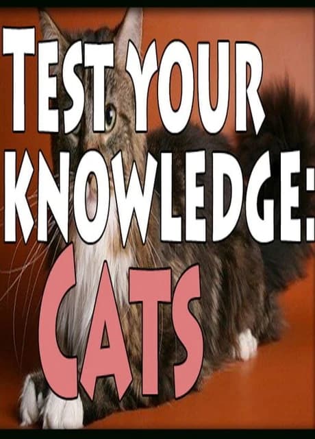 Test Your Knowledge: Cats