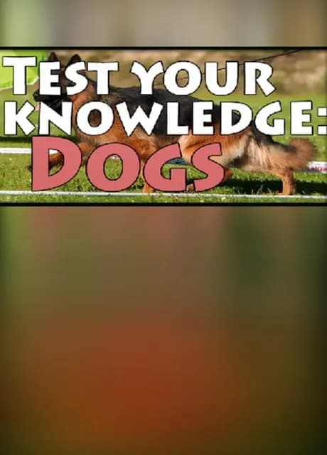 Test your knowledge: Dogs