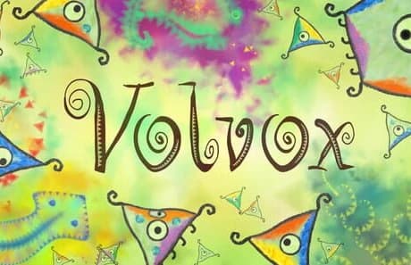 Volvox
