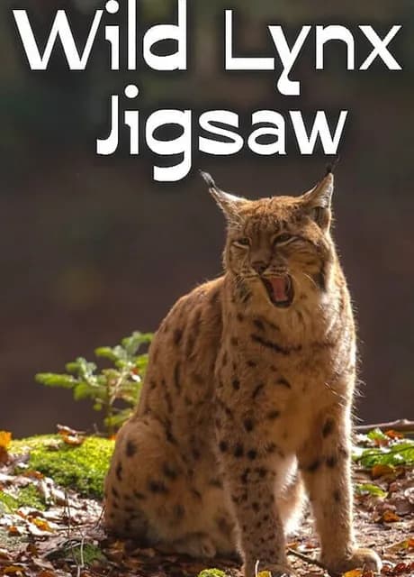 Wild Lynx Jigsaw