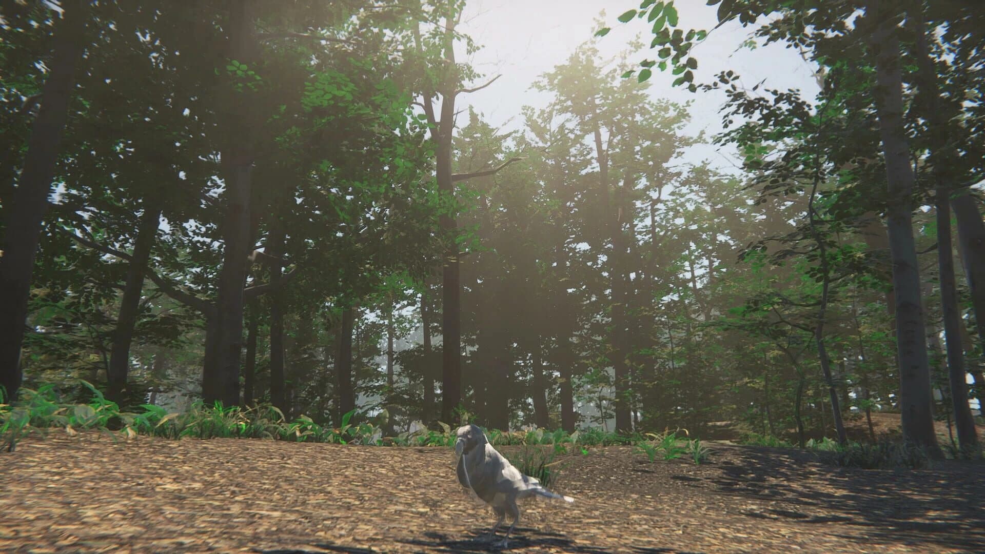 Bird screenshot 1
