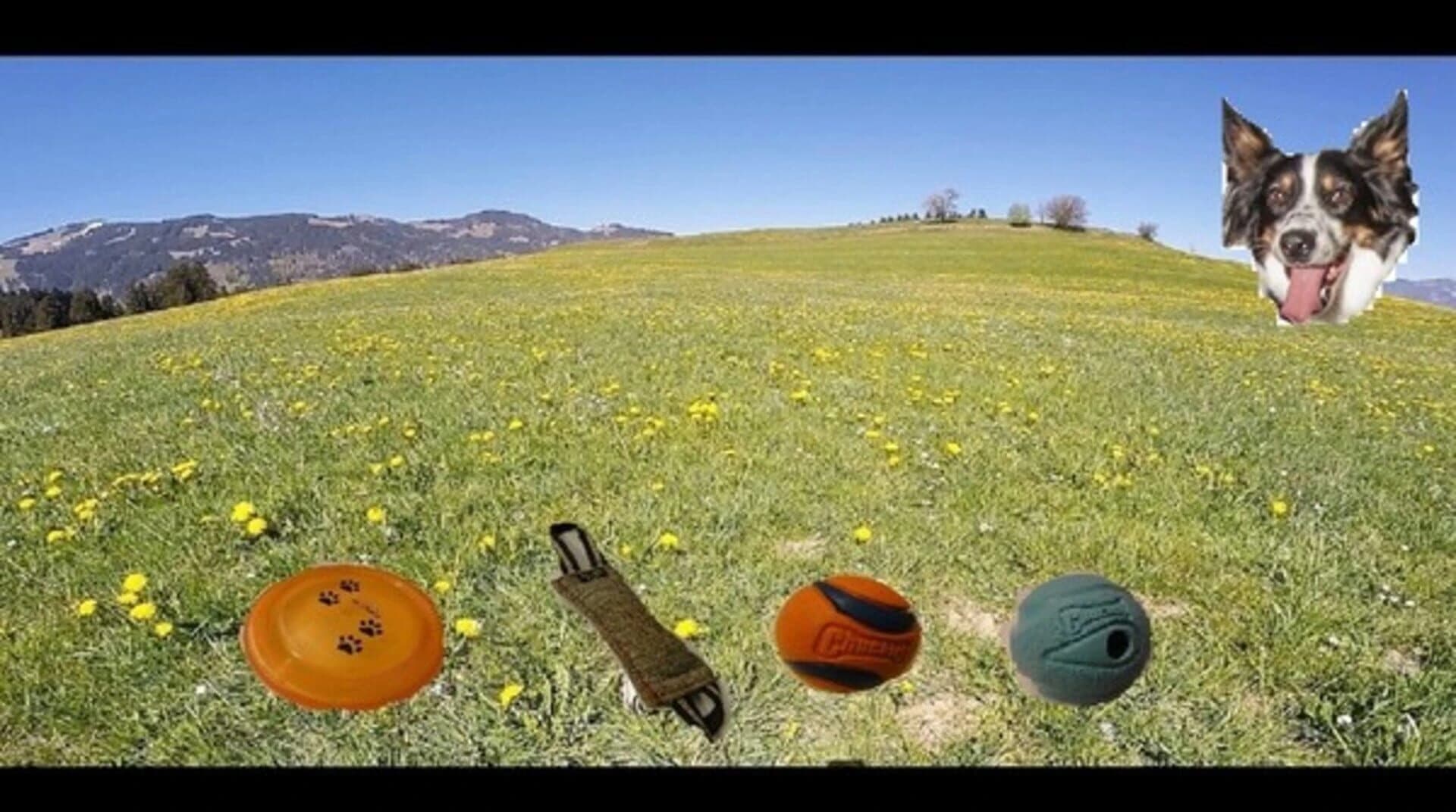 BorderCollie Game screenshot 1