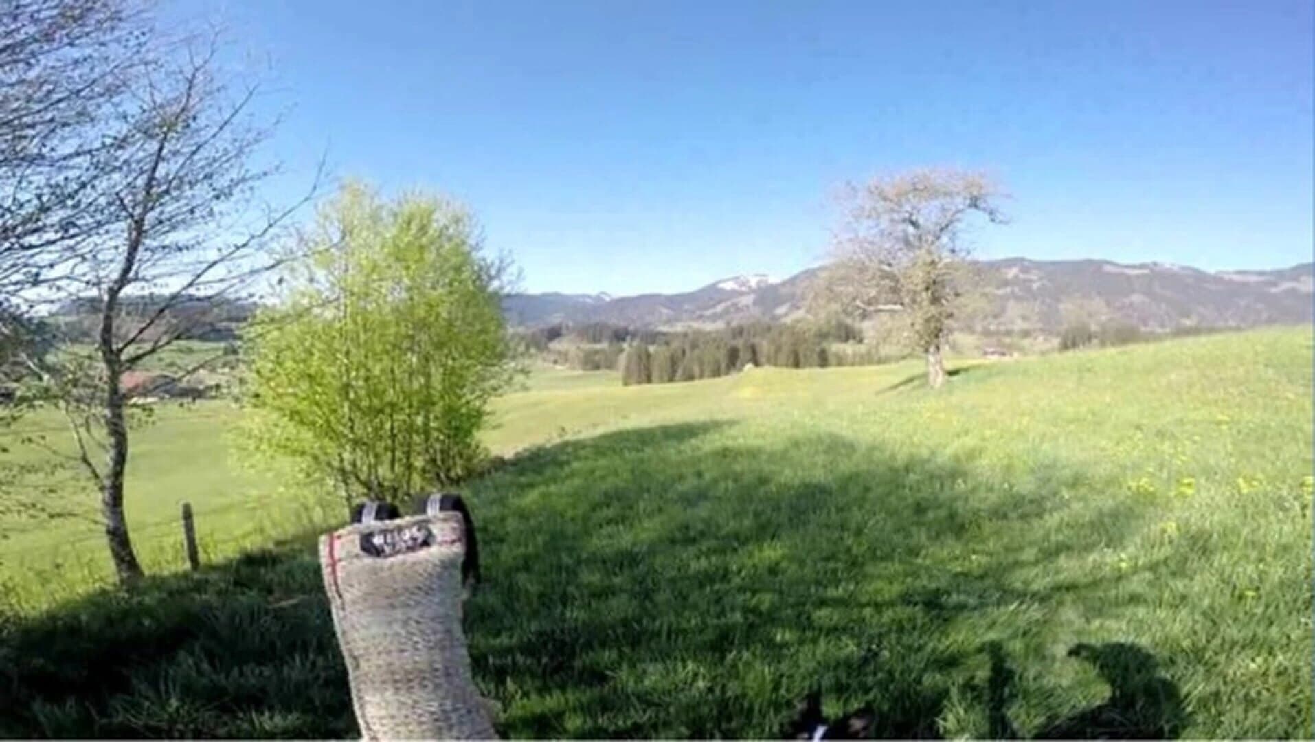 BorderCollie Game screenshot 2