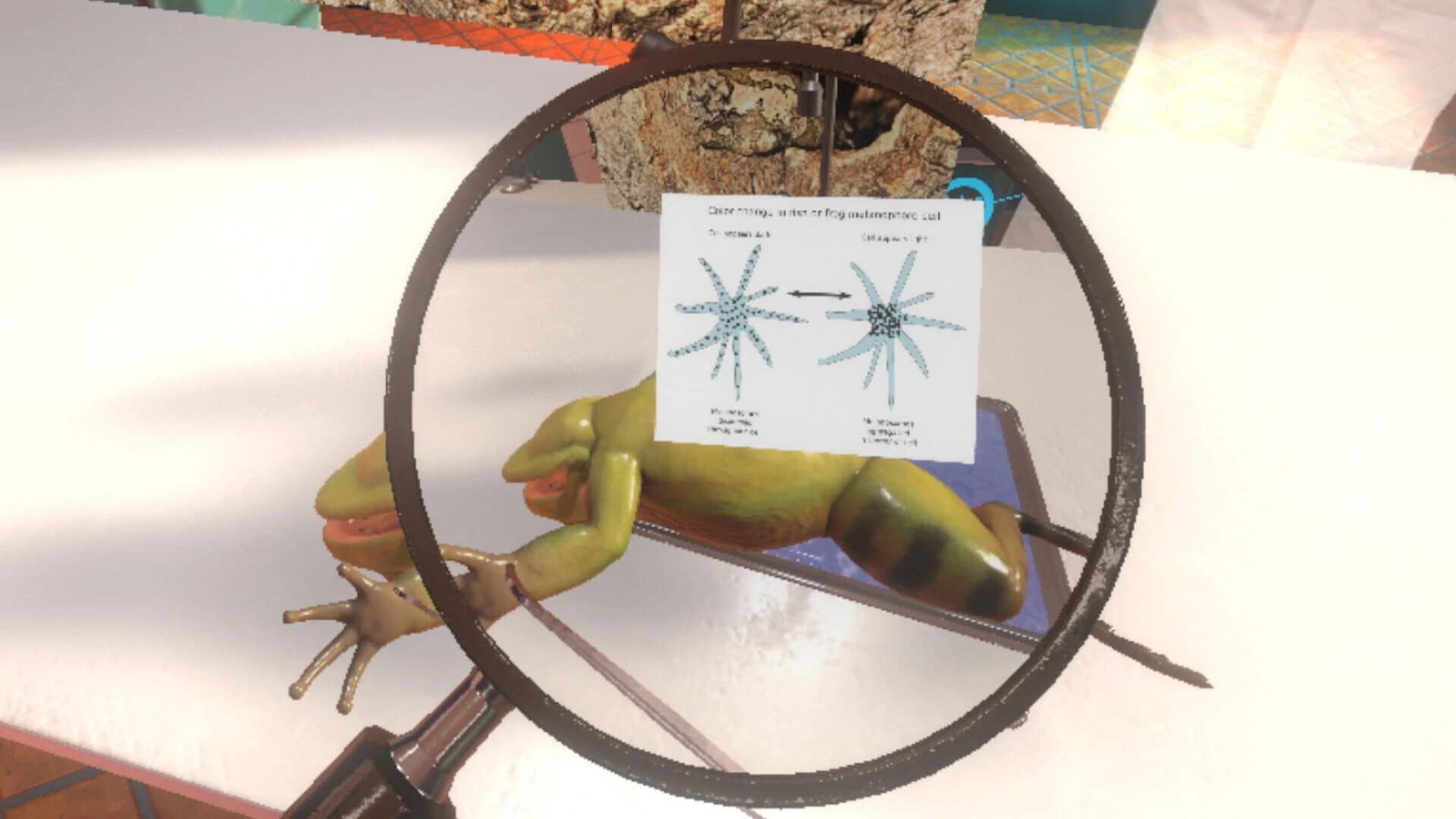 Dissection Simulator: Frog Edition screenshot 4
