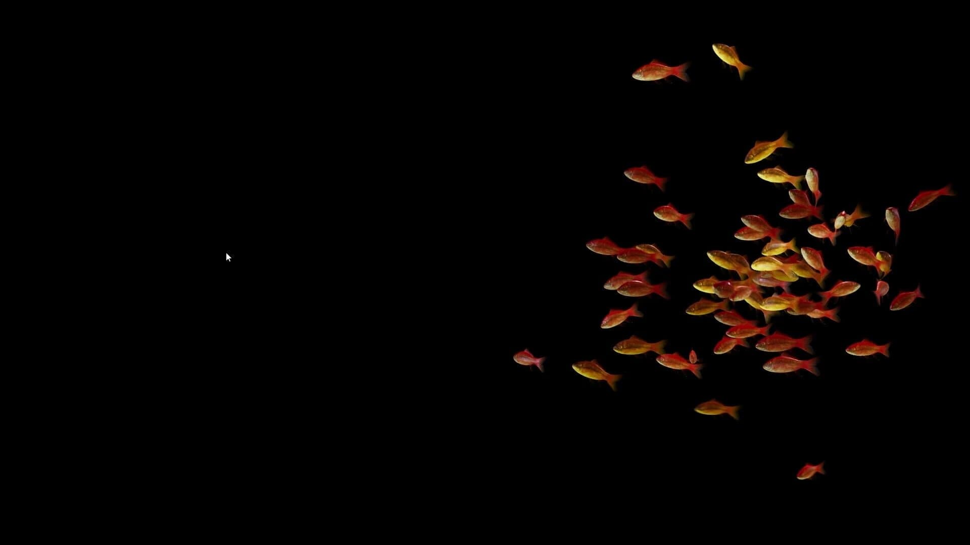 Goldfish Simulator screenshot 5