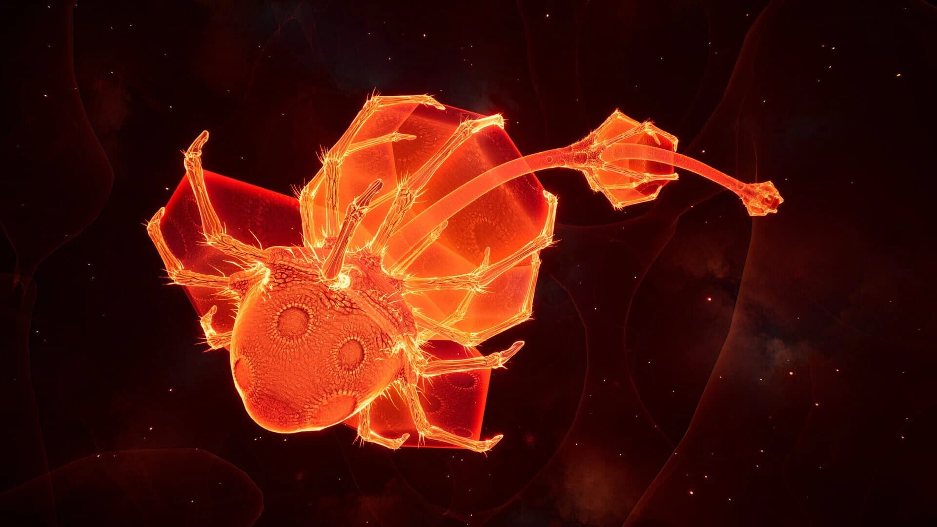 Lifecycles of the Traveler Spider screenshot 3