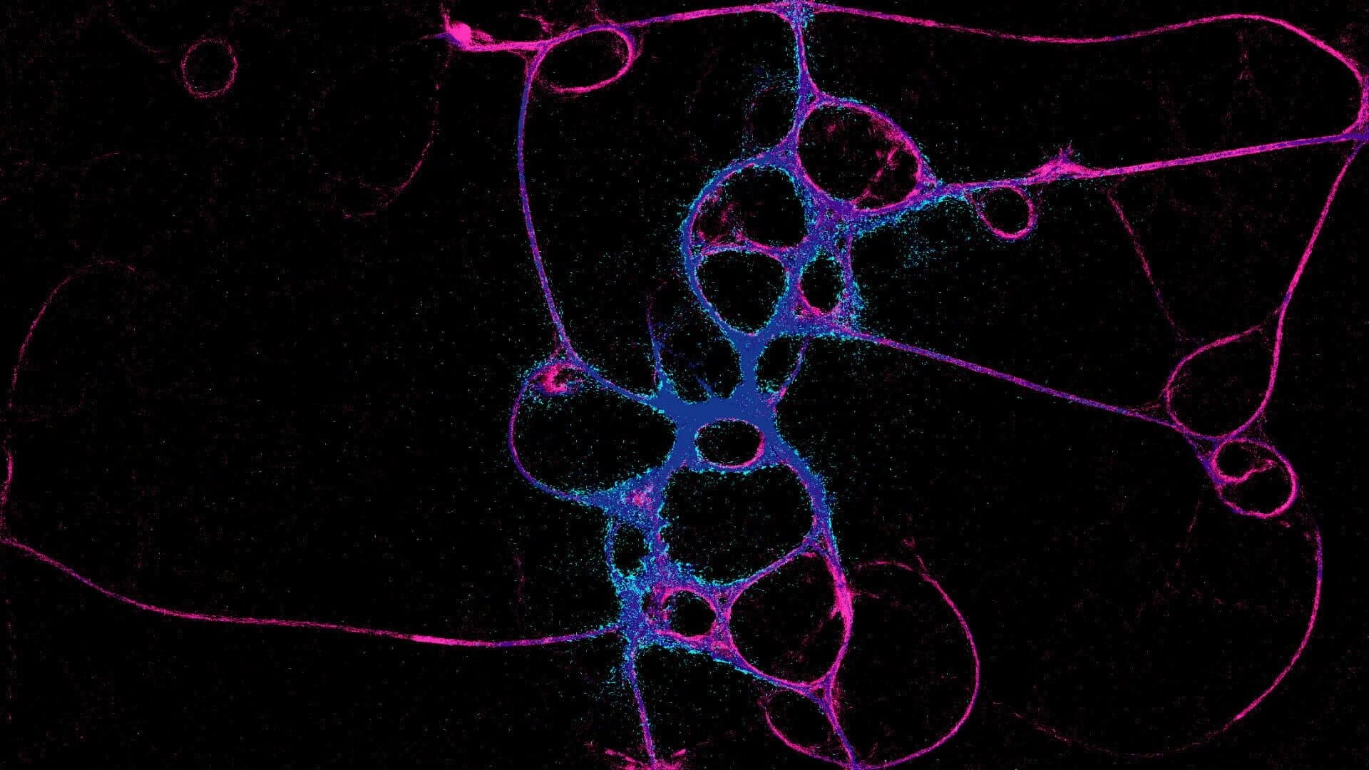 Physarum: Slime Mold Simulator screenshot 3