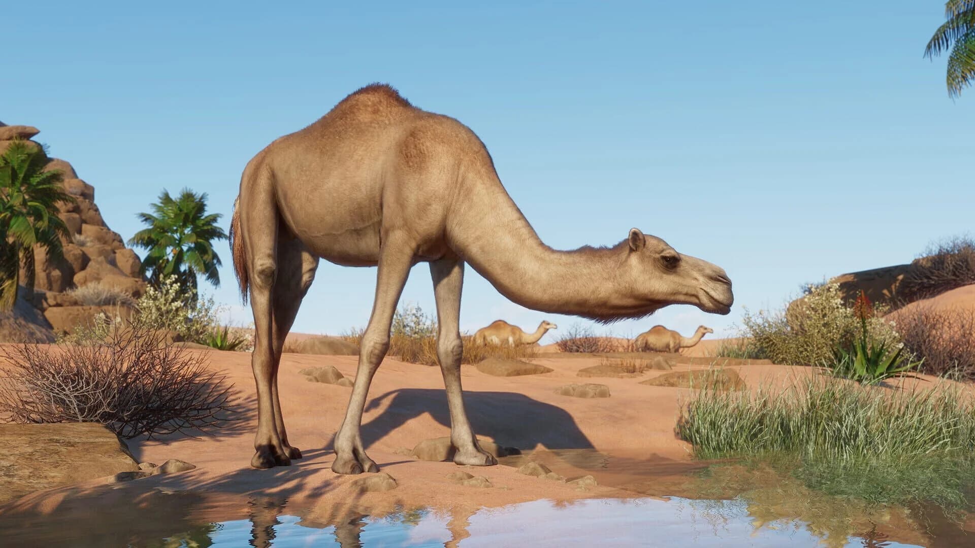 Planet Zoo: Arid Animal Pack screenshot 3