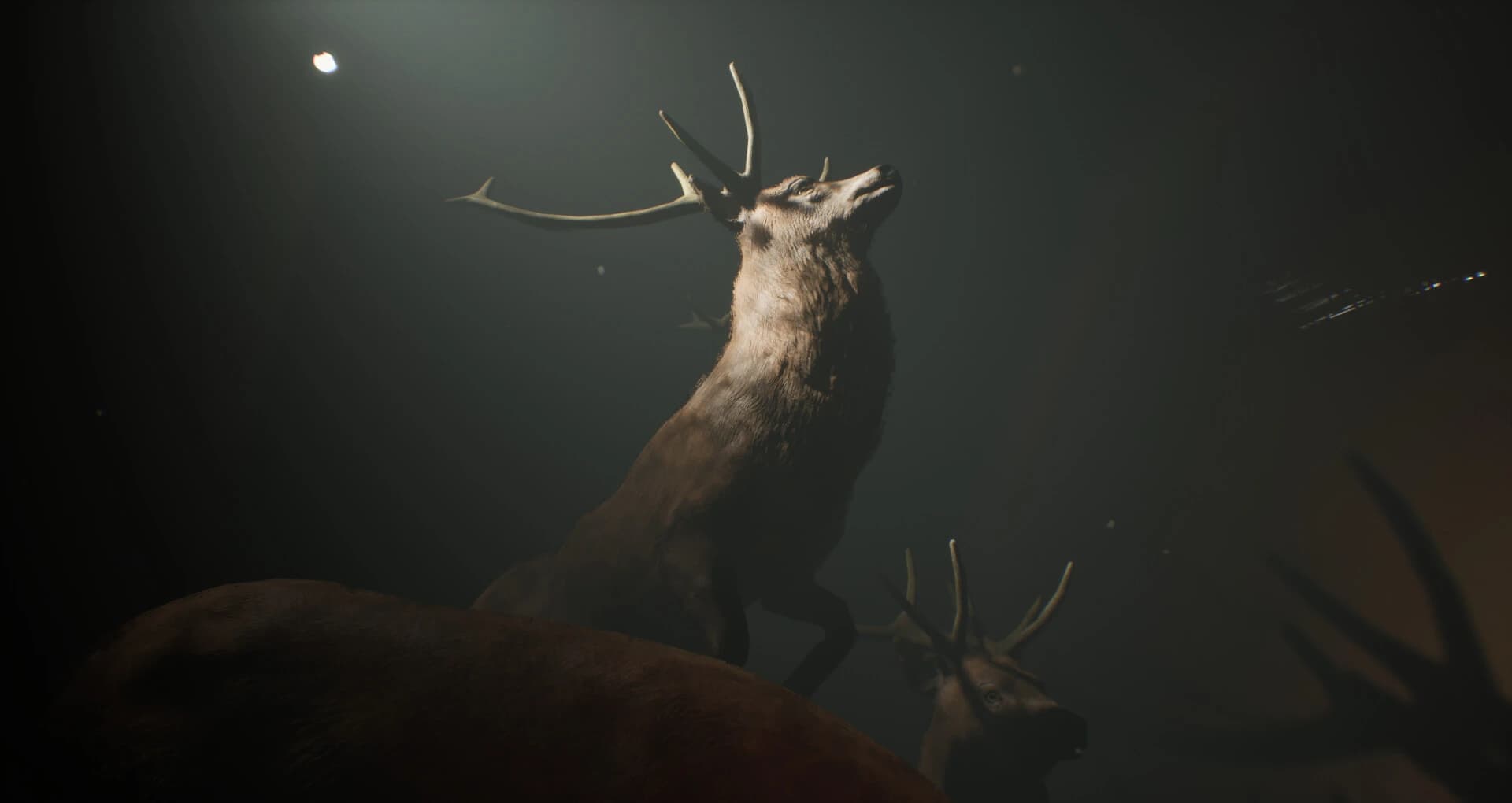 Project 13: Taxidermy Trails screenshot 2