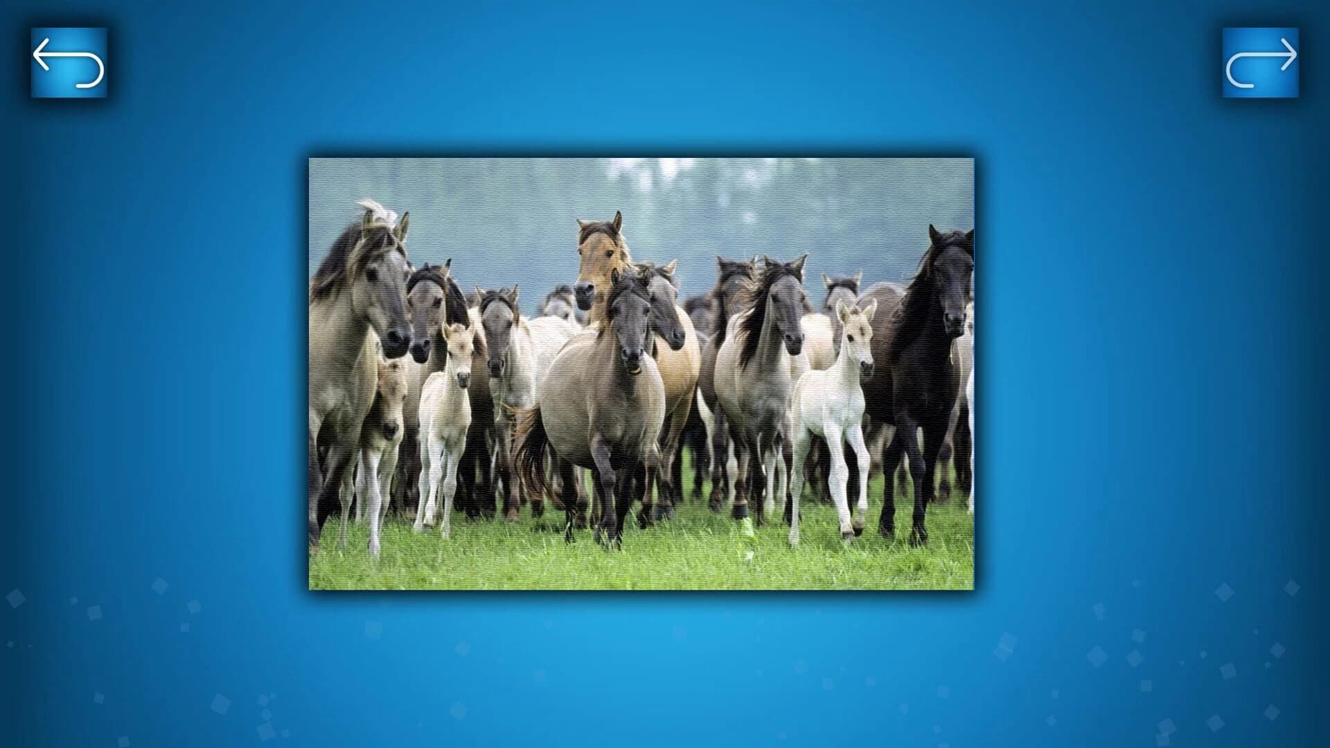 Puzzle: Animals screenshot 3
