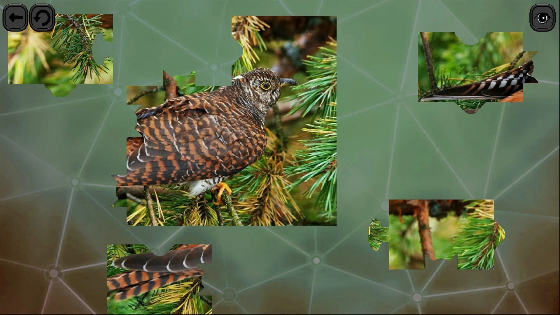 Puzzles for Smart: Birds screenshot 5