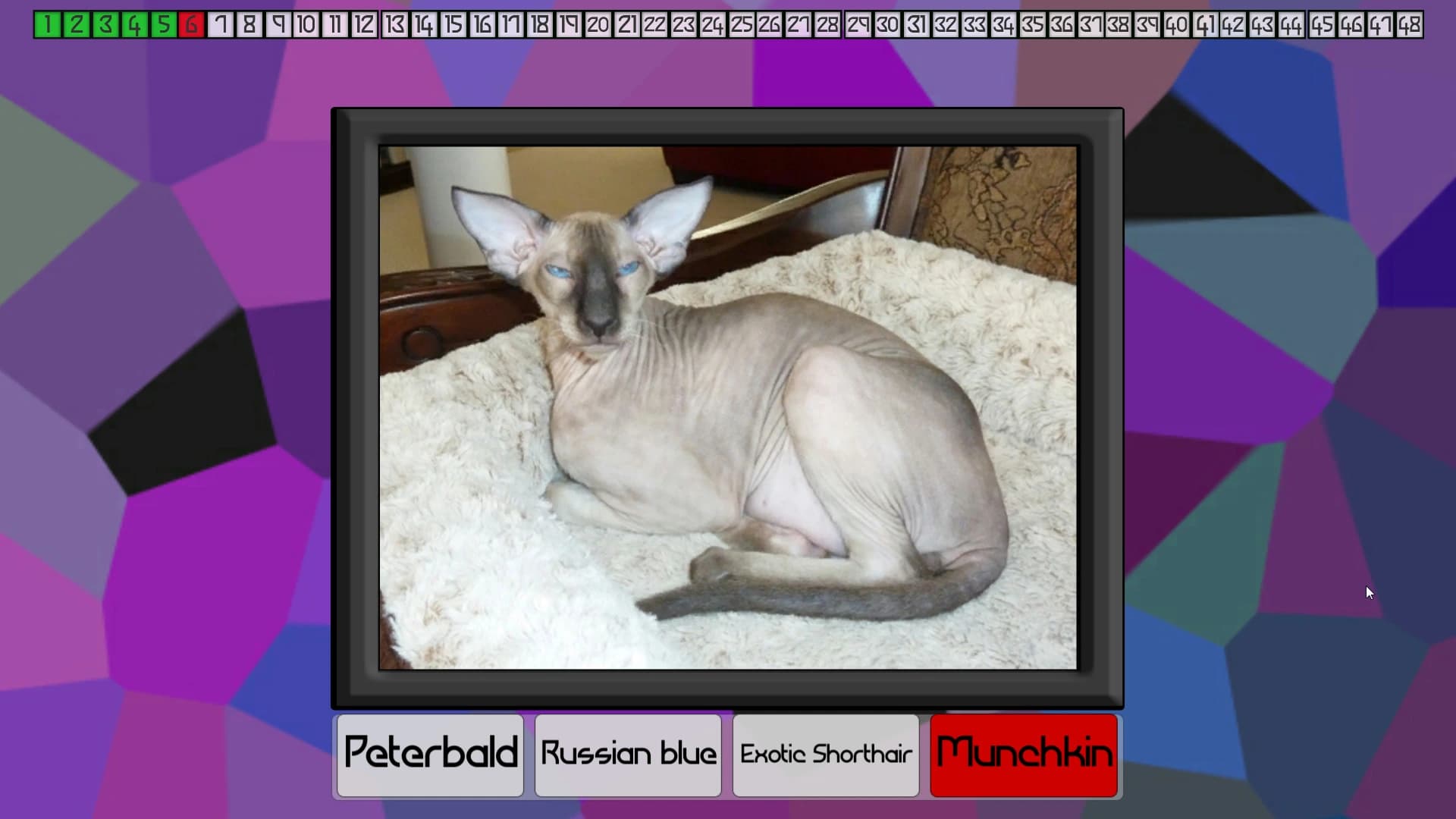 Test Your Knowledge: Cats screenshot 7