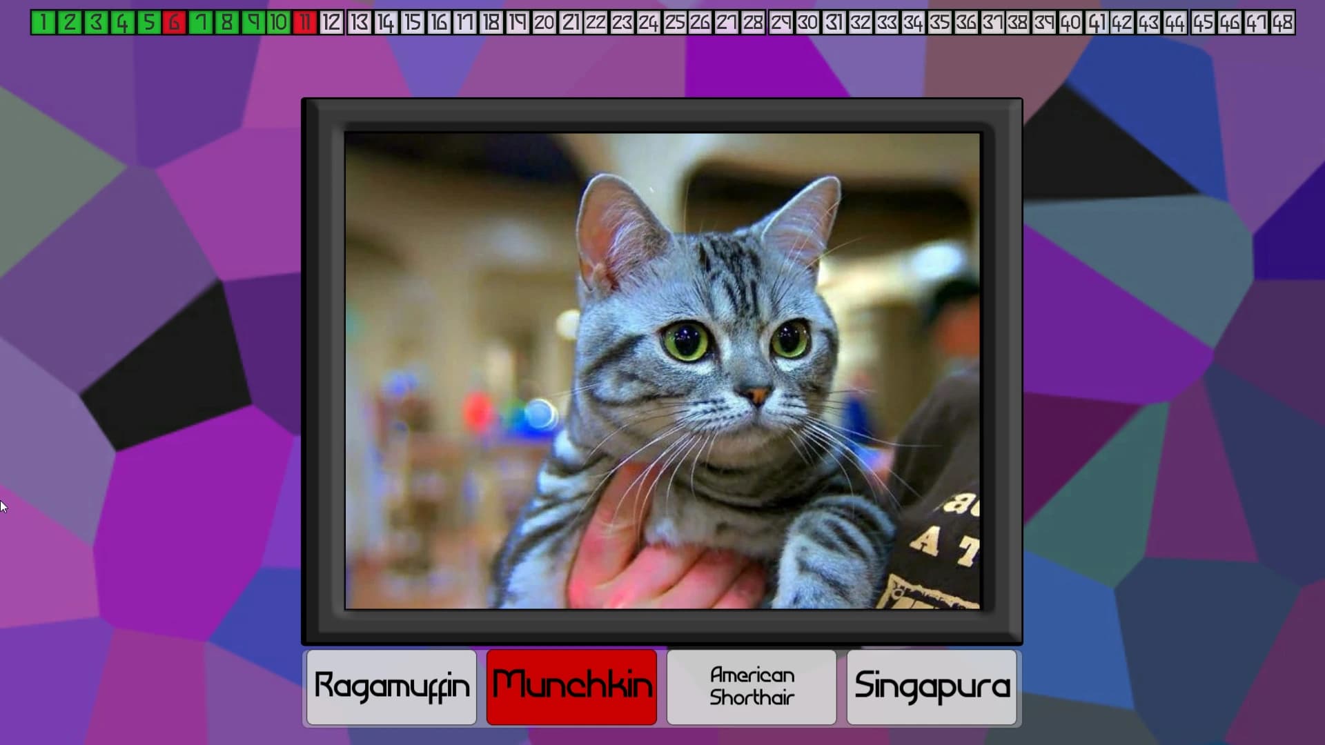 Test Your Knowledge: Cats screenshot 5