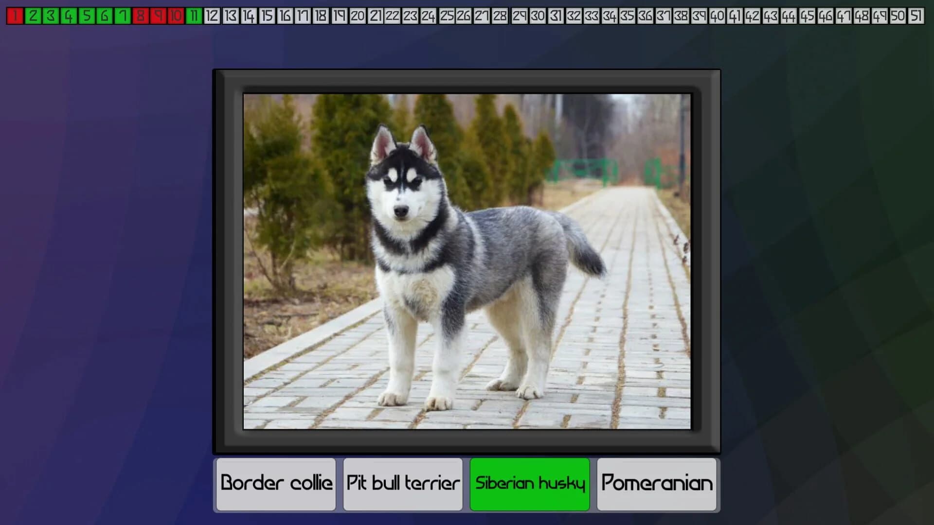 Test your knowledge: Dogs screenshot 2