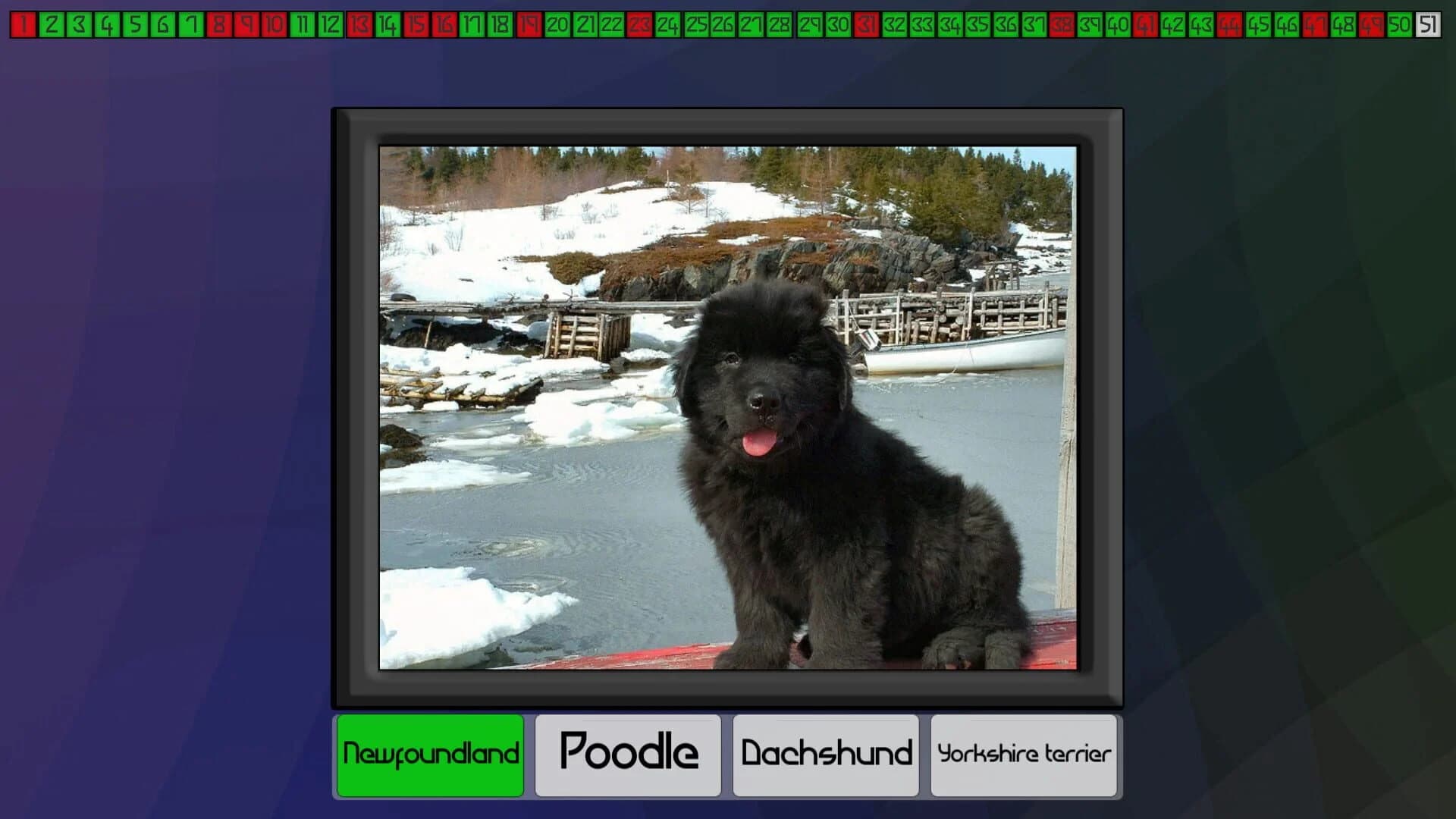 Test your knowledge: Dogs screenshot 4