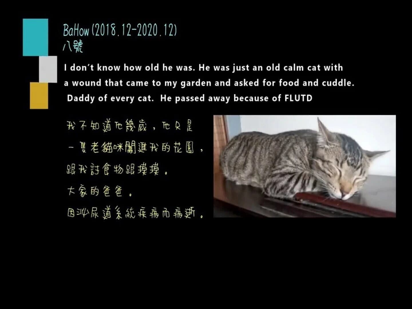 Tigey's Gift screenshot 4