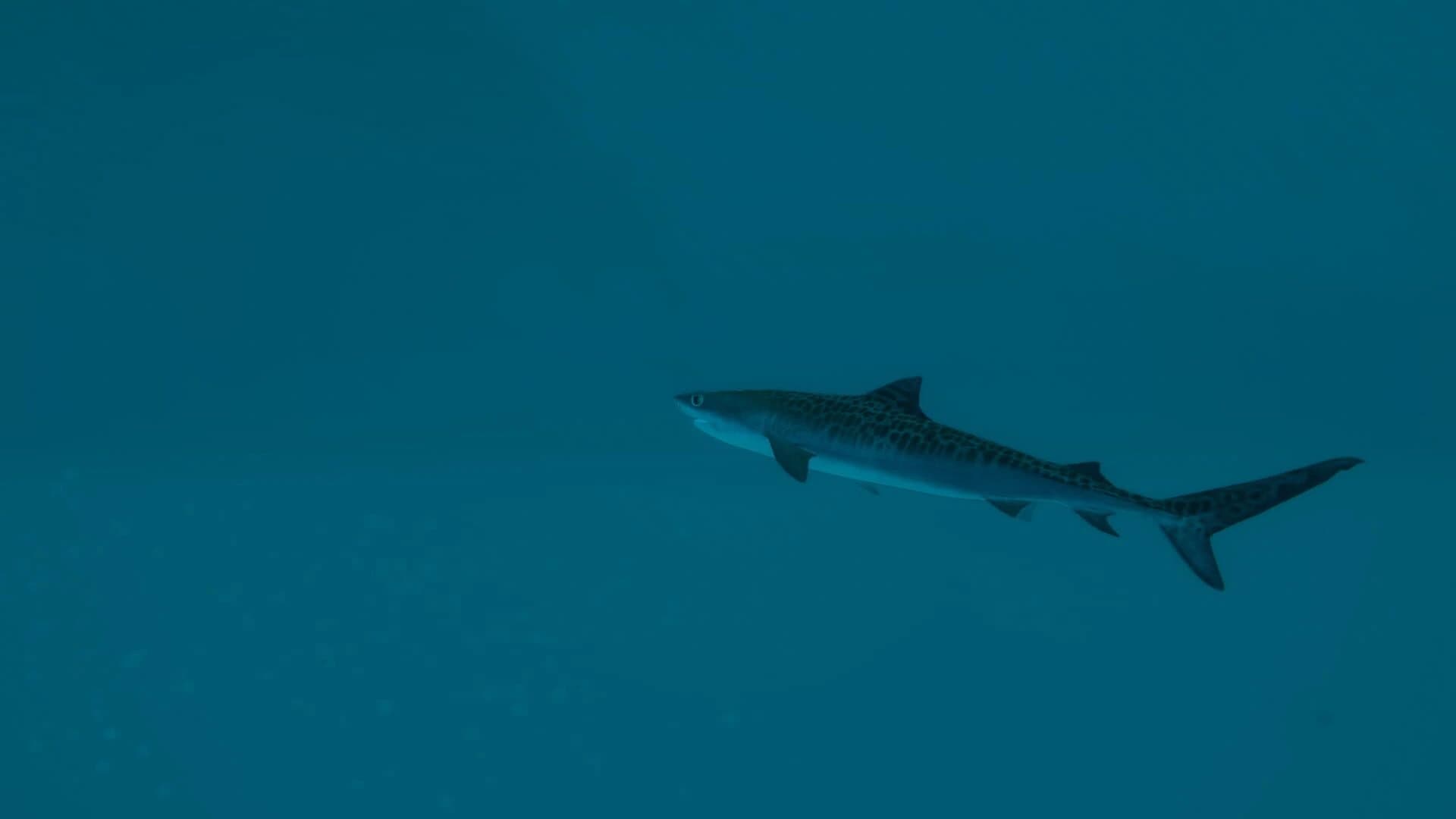 Ultimate Fishing Simulator 2 screenshot 2
