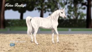 Colour Genetics - Horse Reality