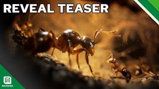 Teaser